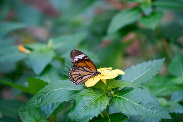 butterfly on flower in okinawa, japan