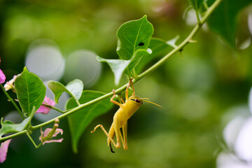 hummingbird on a flower