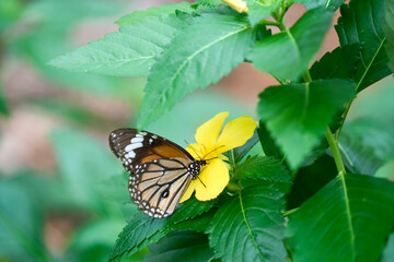 butterfly on flower in okinawa, japan