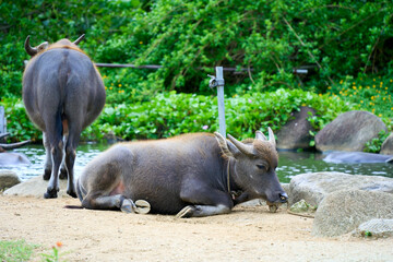 cow in okinawa , japan