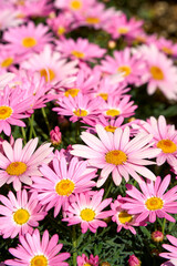 Obraz na płótnie Canvas pink and white chrysanthemum