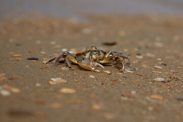 crab on the sand crab skin in the sun under the sun
