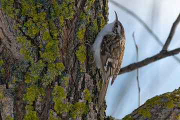 eurasian treecreeper 