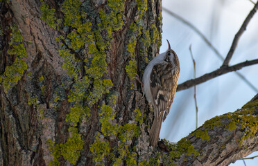 eurasian treecreeper on the tree