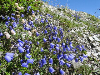 Campanula scheuchzeri in Austrian Alps
