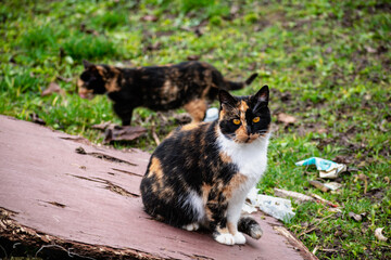Naklejka na ściany i meble Group of domestic cats outdoors, felis catus