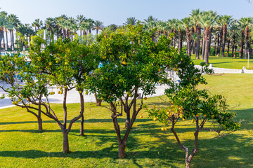 Kemer, Antalya Turkey - 10 31 2019: Lemon trees in the wonderful, well-kept hotel garden, Seven Seas Life