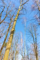 Bare trees against the blue sky, early spring