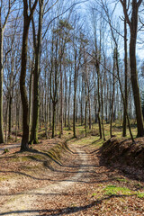 Path leading through the forest. A forest that comes to life after winter, a sunny day in early spring, 