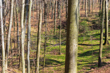 A forest that comes to life after winter, a sunny day in early spring