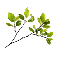 Fototapeta premium Twig with spring green leaves isolated on white or transparent background