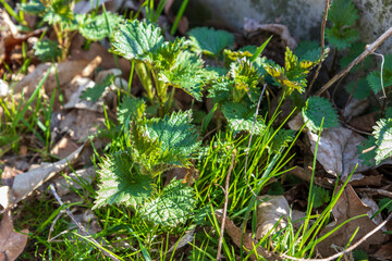 Nettle, fresh green leaves, plant in March, beginning of vegetation