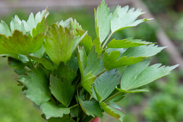 Young leaves of fresh lovage gathered in a bunch