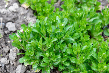 Corn salad, on a bed in the garden, March, early spring