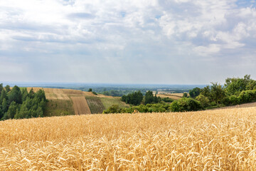 A field of ripening wheat, in the background a village and arable fields during the growing season