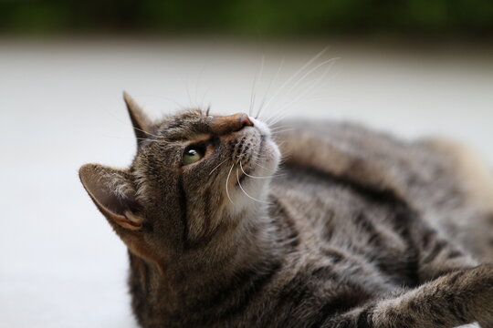 Chat tigr&eacute; allong&eacute;