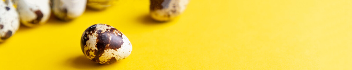 Creative layout with Fresh organic quail egg on bright yellow background. Quail eggs pattern. Happy...