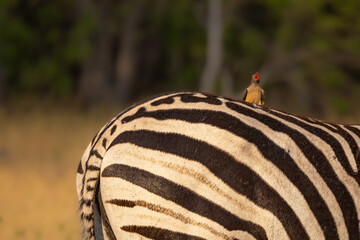 bird and buttocks
