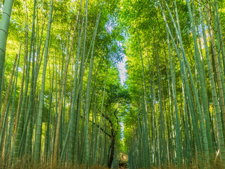 Bamboo Forest in Kyoto