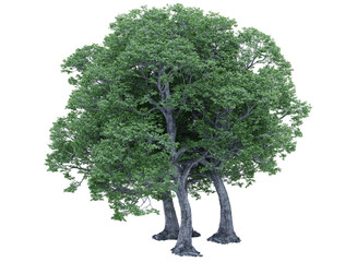 Various types of tree plants bushes shrub and and small plants isolated 