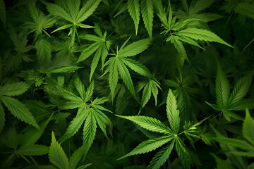 Green marijuana leaves background - obrazy, fototapety, plakaty