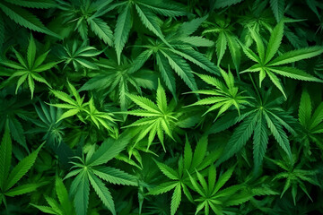 Green marijuana leaves background