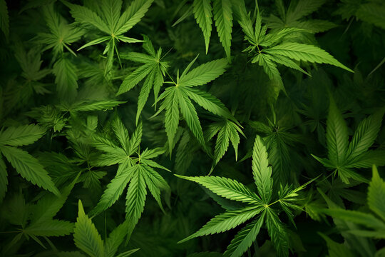 Green marijuana leaves background