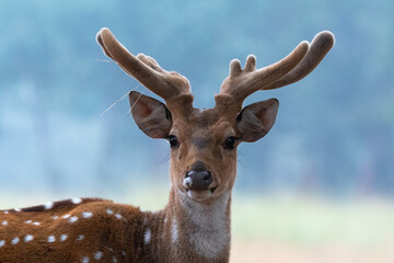 Close-up portrait of deer standing in forest