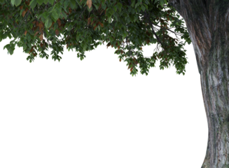 Various types of tree branch plants bushes shrub and and small plants isolated