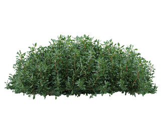 Various types of flowers plants bushes shrub and small plants isolated	
