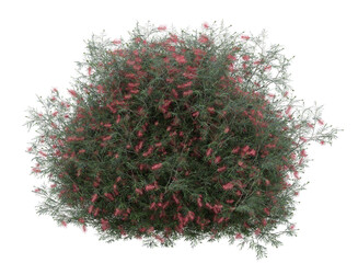 Various types of red flowers grass bushes shrub and small plants isolated