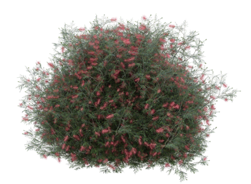 Various types of red flowers grass bushes shrub and small plants isolated
