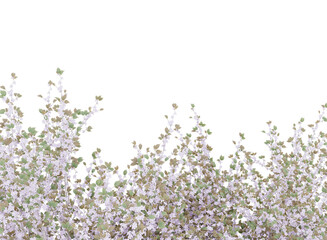 Sakura branches clipping path cherry blossom branches isolated	

