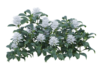 Bunch of tiny white flowers in clusters