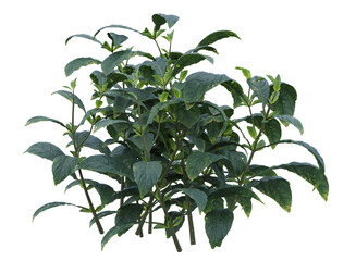 Various types of bushes shrub and small plants isolated	
