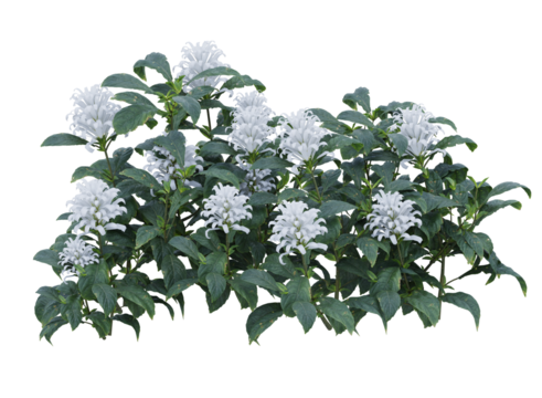 Bunch of tiny white flowers in clusters