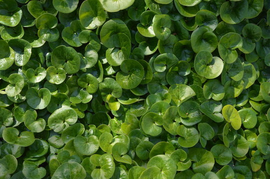 Asarum europaeum