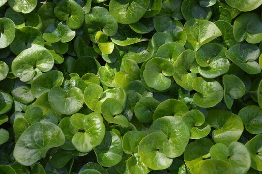 Asarum europaeum