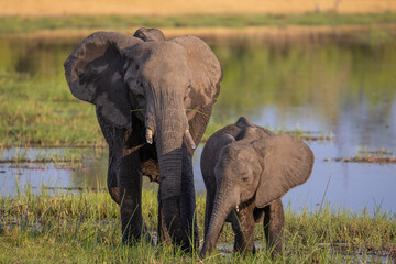 Obraz premium elephant training time