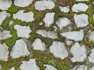 moss on stone