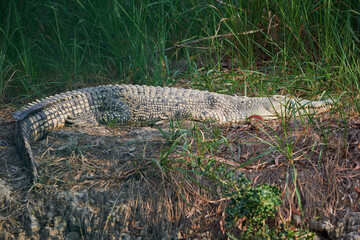 A saltwater crocodile (Crocodylus porosus) lying idly on a riverbank of Sundarbans, the largest...