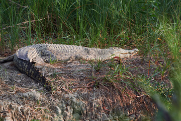 A saltwater crocodile (Crocodylus porosus) lying idly on a riverbank of Sundarbans, the largest mangrove forest in world. Inside a caged enclosure at Jharkhali animal rescue centre in Sundarbans, W.B.