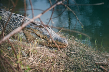 A saltwater crocodile (Crocodylus porosus) lying idly on a riverbank of Sundarbans, the largest mangrove forest in world. They are skilled apex predator adapted to saline water ecosystem of Sundarbans