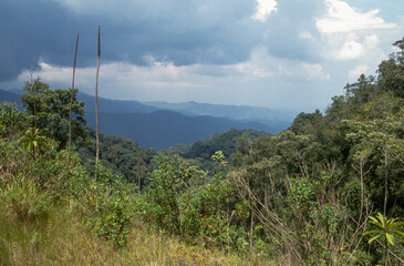 brumes, Forêt primaire de Nyungwe, Parc national Nyungwe, Rwanda