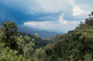 brumes, Forêt primaire de Nyungwe, Parc national Nyungwe, Rwanda