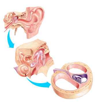 Human ear anatomy. Ears inner structure. Anatomy of the ear.
