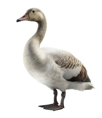 Goose on a white transparent background.