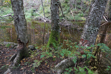 Randonnée dans le parc national de la Mauricie au Canada à la découverte de sa flore