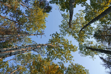 Randonnée dans le parc national de la Mauricie au Canada à la découverte de sa flore
