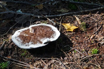 Randonnée dans le parc national de la Mauricie au Canada à la découverte de sa flore